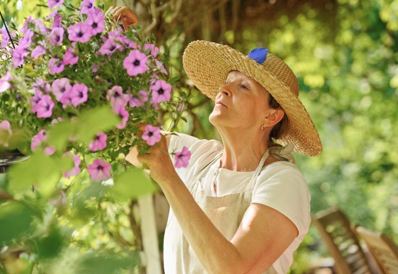 3 – Deadhead Spent Blooms and Check for Pests and Diseases in Your Hanging Baskets – It Will Keep Them Flowering in the Hot Season
