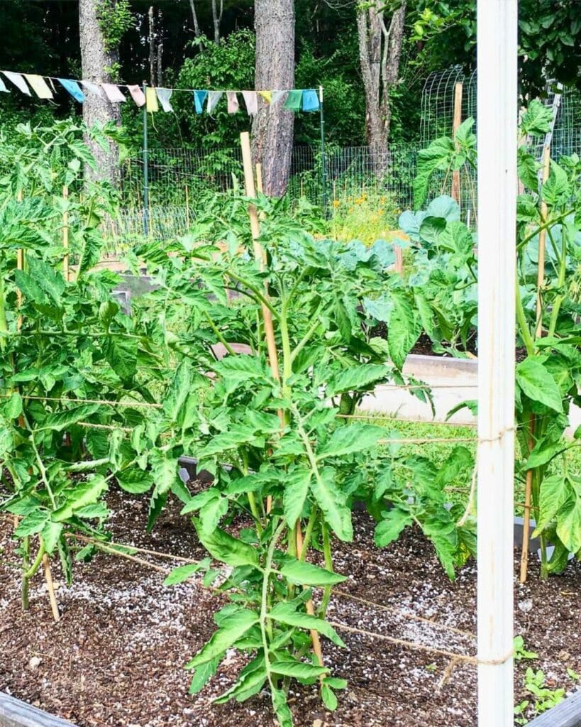 The Florida Weave Is the Perfect Trellising System for Your Tomato Plants 5