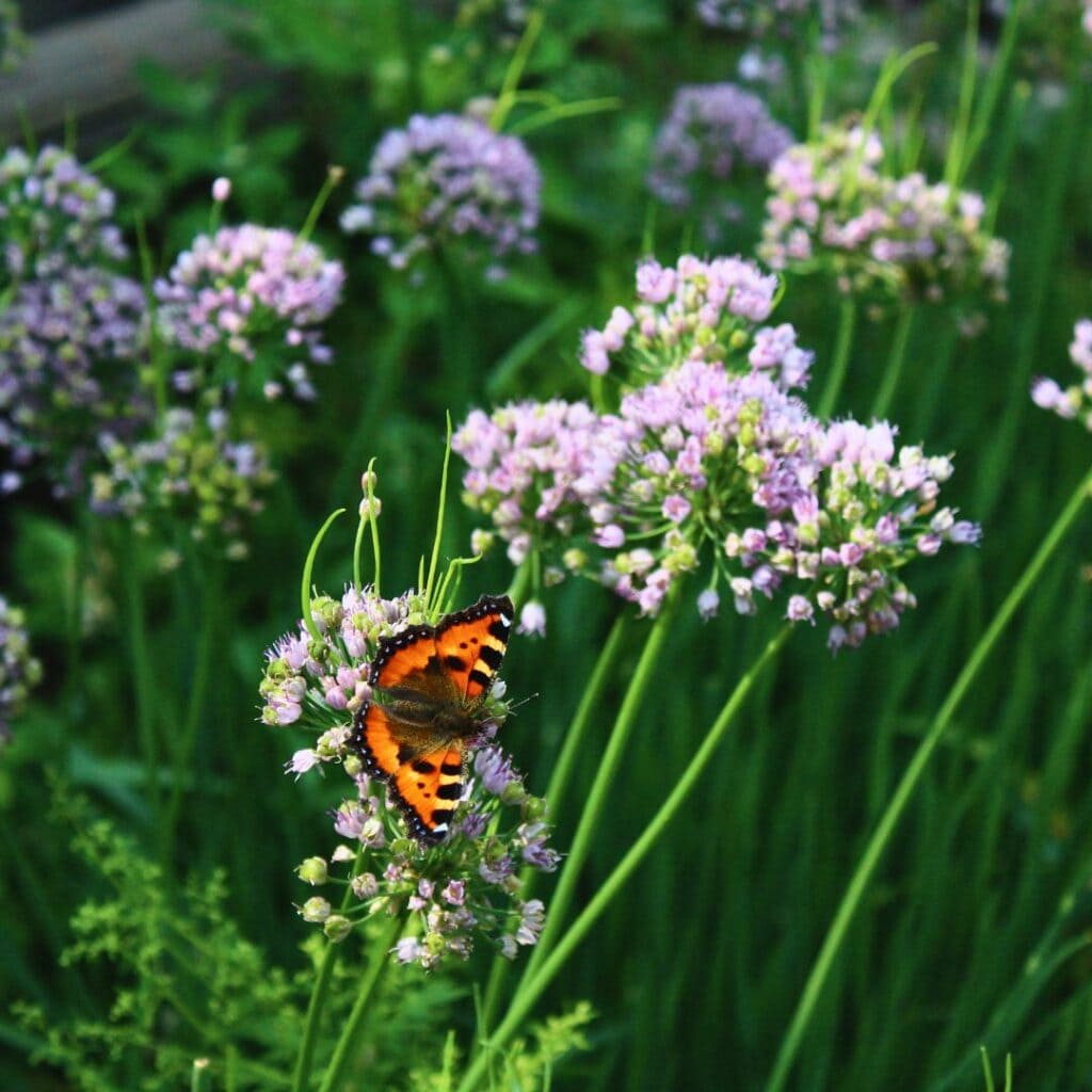 13 Reasons Why You’d Be Crazy Not to Grow Chives in Your Garden! 12