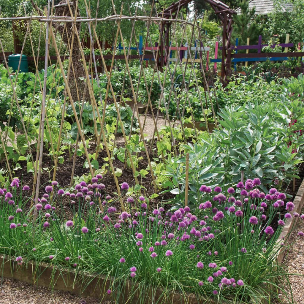 13 Reasons Why You’d Be Crazy Not to Grow Chives in Your Garden! 13