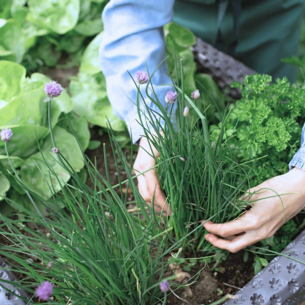 13 Reasons Why You’d Be Crazy Not to Grow Chives in Your Garden! 5