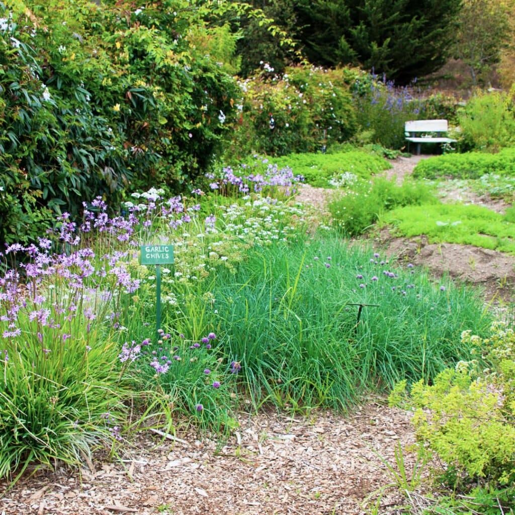 13 Reasons Why You’d Be Crazy Not to Grow Chives in Your Garden! 9