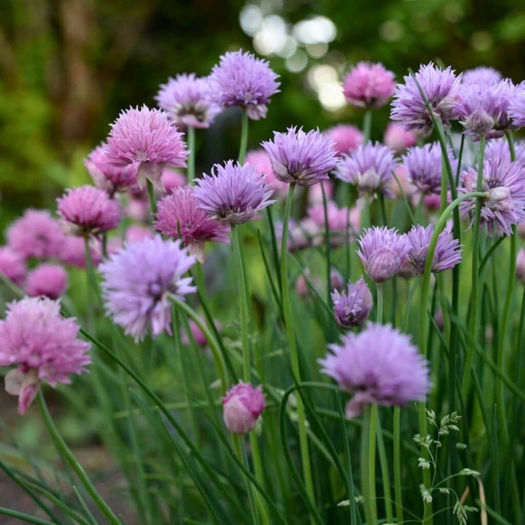 13 Reasons Why You’d Be Crazy Not to Grow Chives in Your Garden! 3