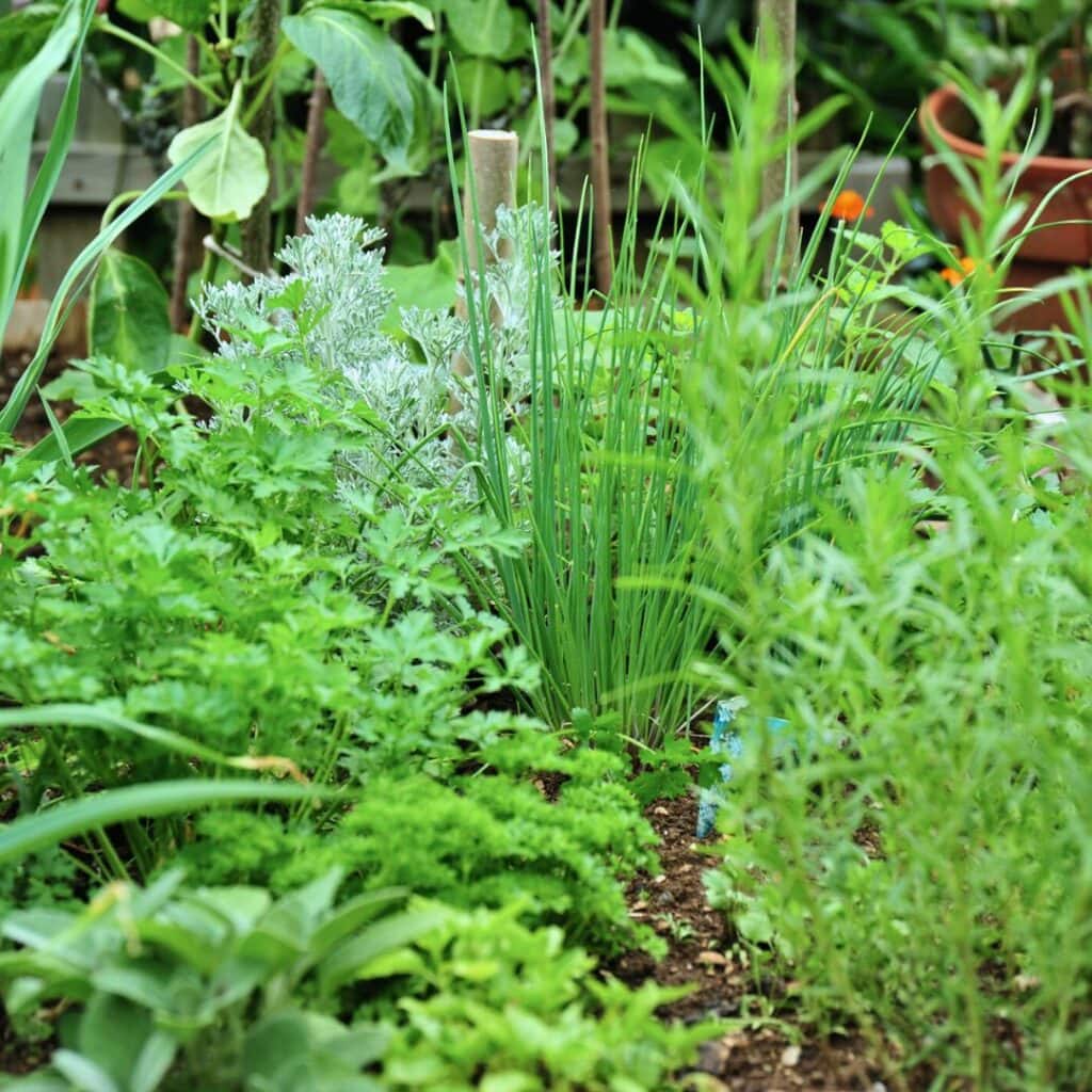 13 Reasons Why You’d Be Crazy Not to Grow Chives in Your Garden! 7
