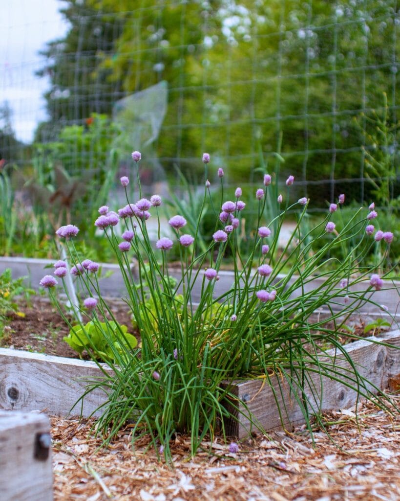 13 Reasons Why You’d Be Crazy Not to Grow Chives in Your Garden! 14