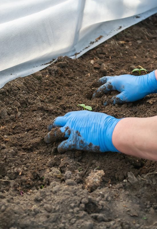 How to Pre-Fertilize the Soil for Cucumber Seedlings