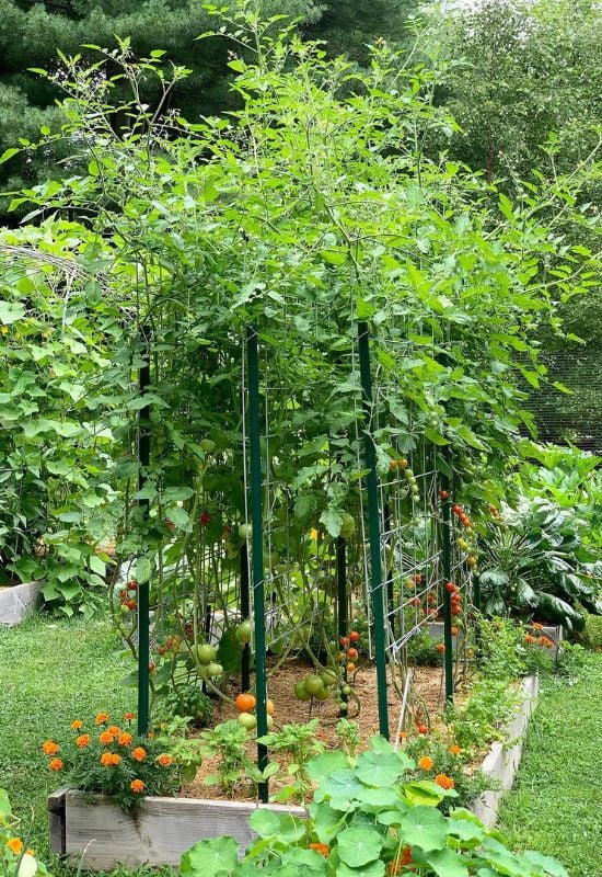 My Clever Ways to MANIPULATE Tomatoes to Produce Early, Often, and Nonstop 3