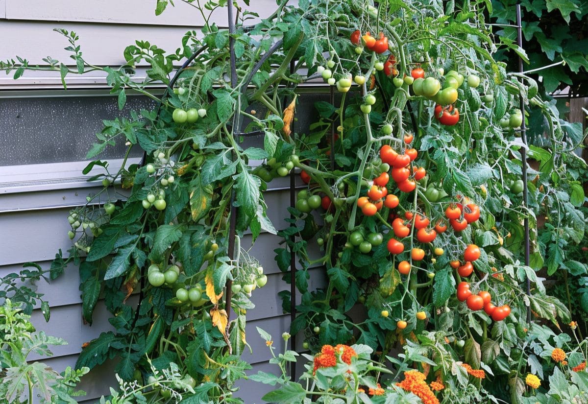 MANIPULATE Tomatoes to Produce Early, Often, and Nonstop