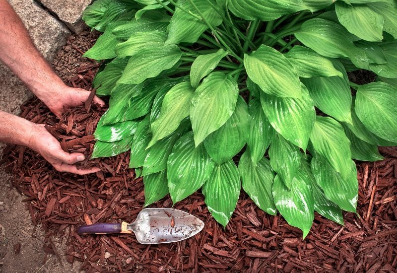 Mulch Your Plantain Lilies
