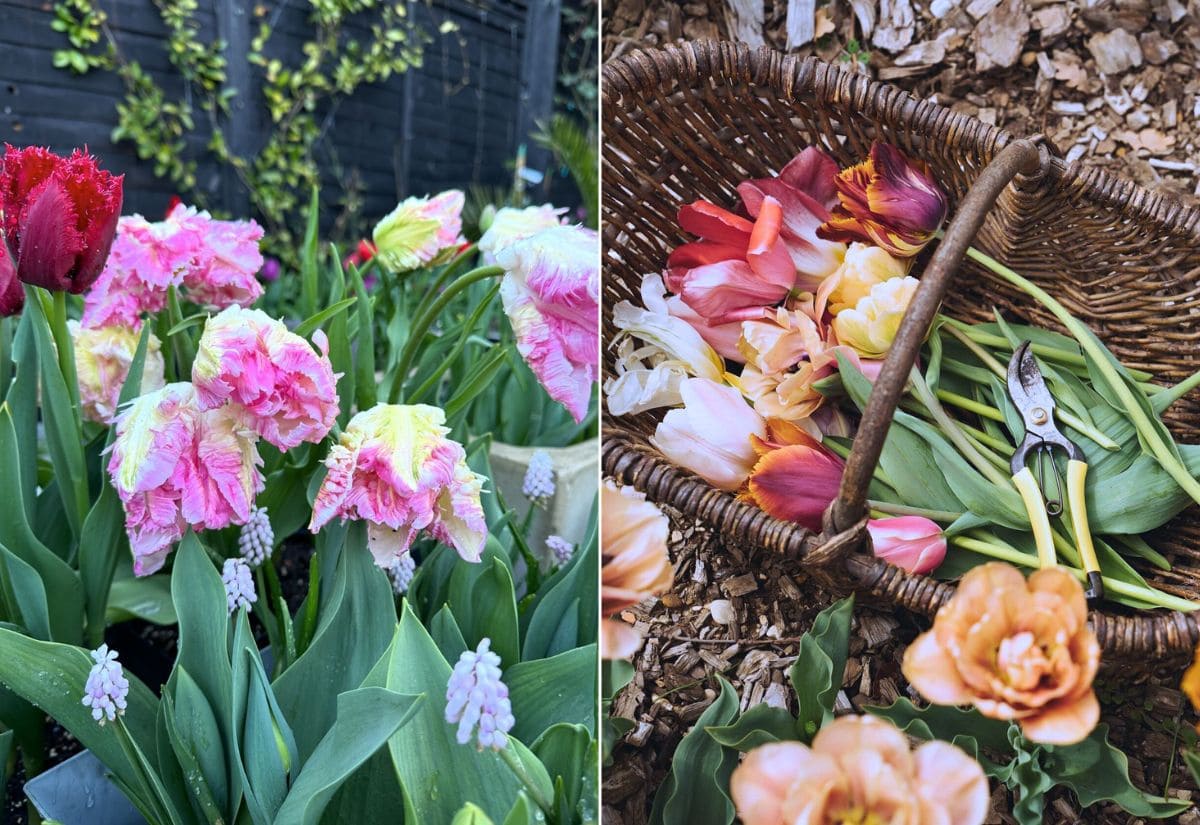 What To Do With Tulips After They Bloom: 4 Essential Tasks 1