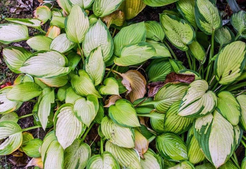 Remove Dead and Dying Leaves from Your Hostas