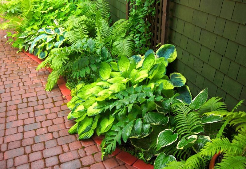Shade Hostas If the Sun and Heat Are Strong