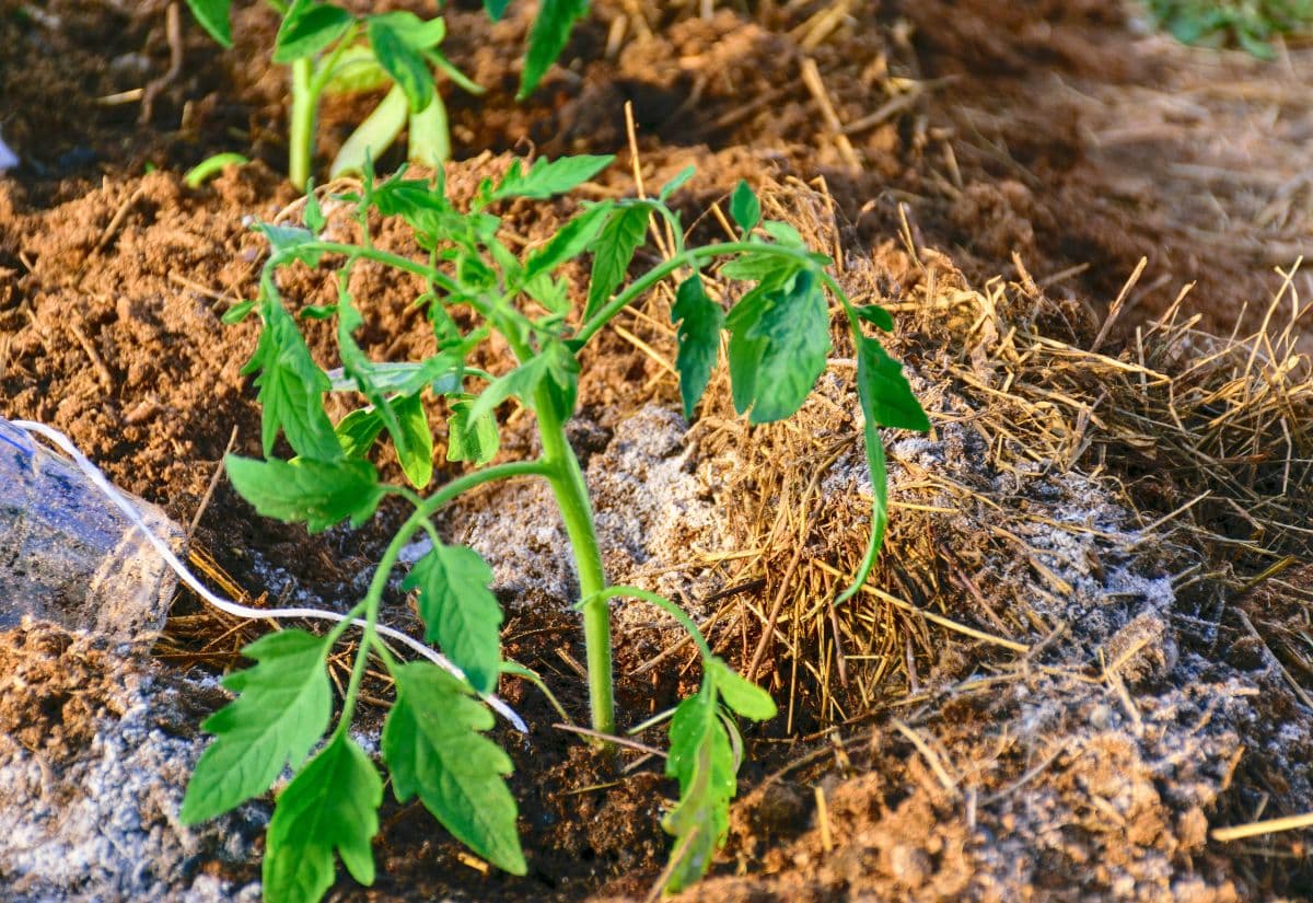 The Best Way to Fertilize Young Tomato Plants – How to Get Your Plants Growing!