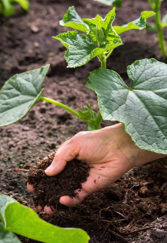 Can You Use Manure to Pre-Fertilize Cucumber Seedlings?