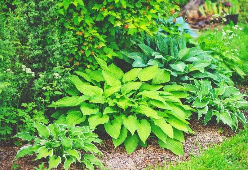 9 Secrets to Keep Hosta Leaves Healthy from Spring to Fall! 1