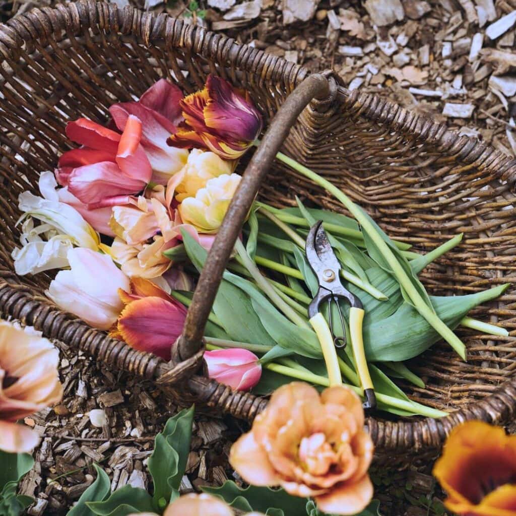 What To Do With Tulips After They Bloom: 4 Essential Tasks 2