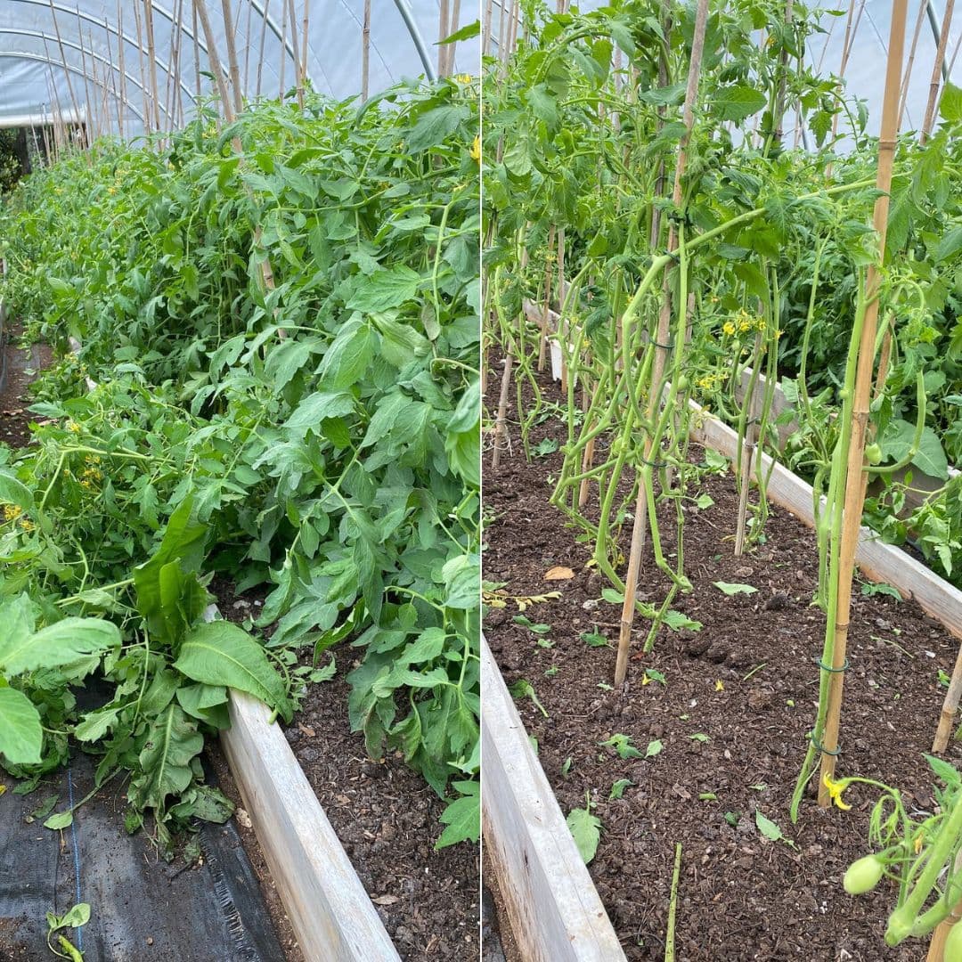My Clever Ways to MANIPULATE Tomatoes to Produce Early, Often, and Nonstop 1