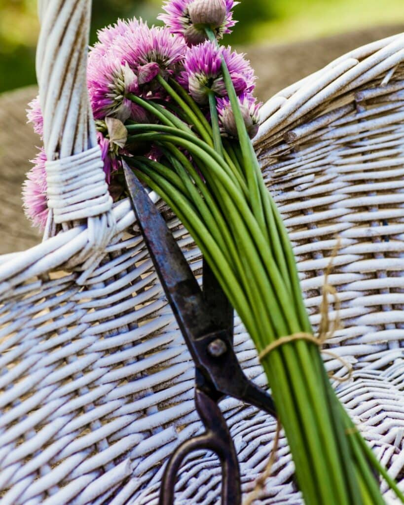 13 Reasons Why You’d Be Crazy Not to Grow Chives in Your Garden! 6