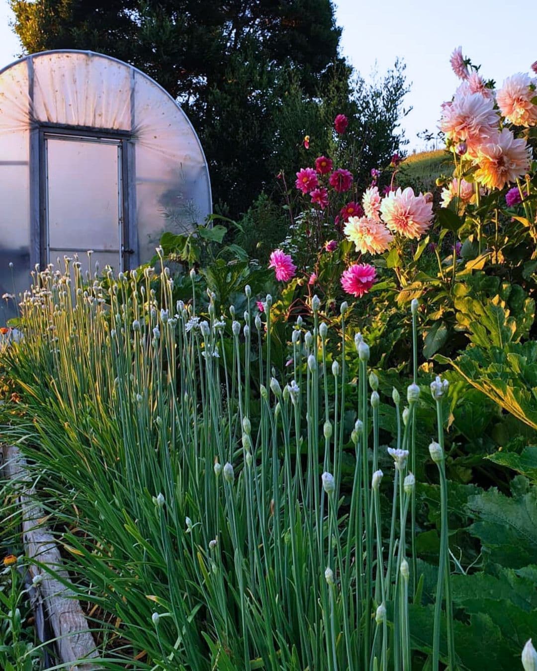 13 Reasons Why You’d Be Crazy Not to Grow Chives in Your Garden! 1