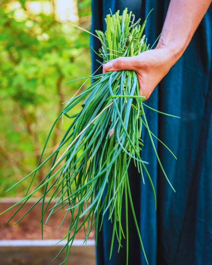 13 Reasons Why You’d Be Crazy Not to Grow Chives in Your Garden! 2