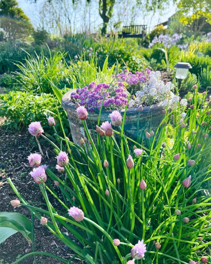 13 Reasons Why You’d Be Crazy Not to Grow Chives in Your Garden! 8