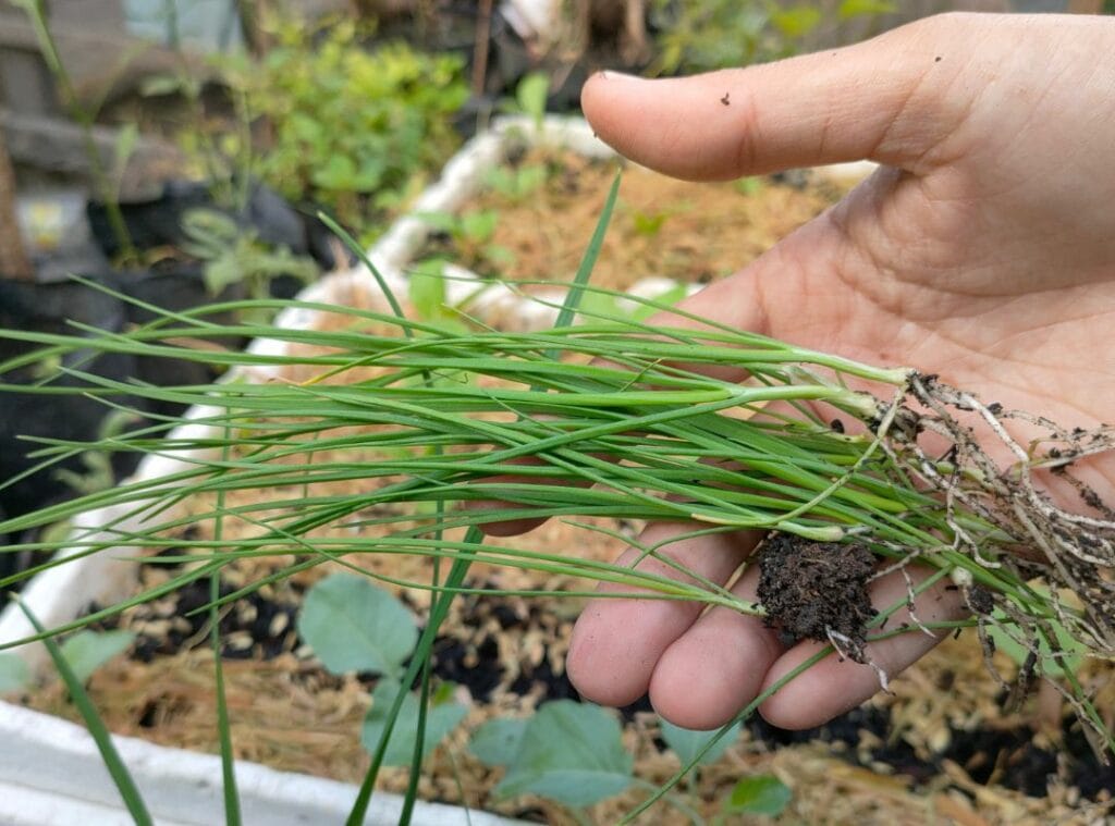 13 Reasons Why You’d Be Crazy Not to Grow Chives in Your Garden! 4