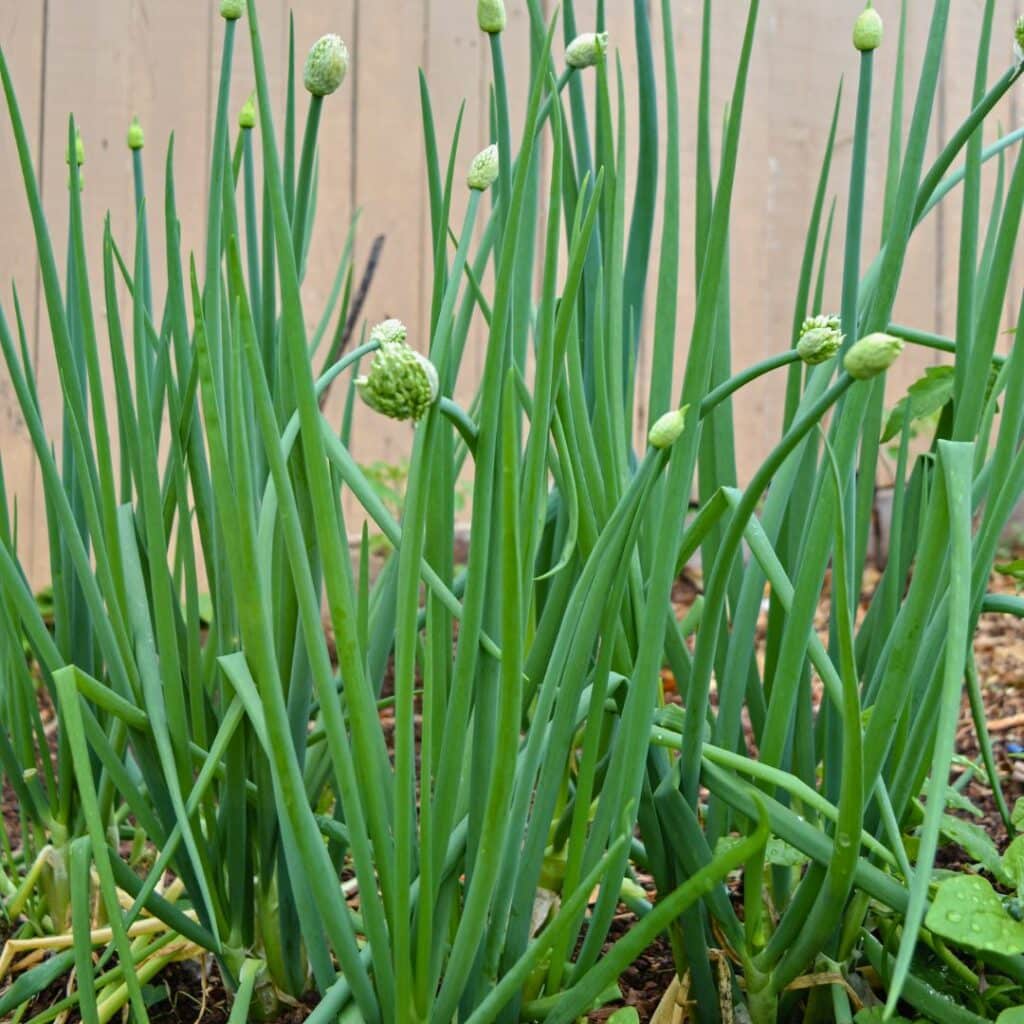 13 Reasons Why You’d Be Crazy Not to Grow Chives in Your Garden! 11