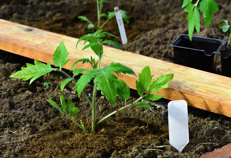 The Best Way to Fertilize Young Tomato Plants – How to Get Your Plants Growing! 1